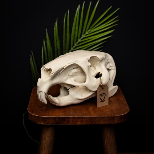 Capybara skull replica - capybara, life