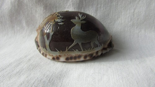 Cameo cowrie shell - cowrie, deer