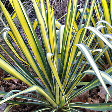 Yucca Colour Guard -
