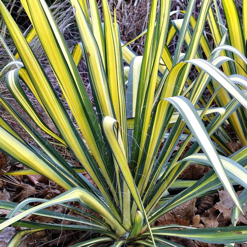 Yucca colour guard - colour,
