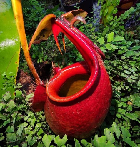 Nepenthes bicalcarata orange - nepenthes,