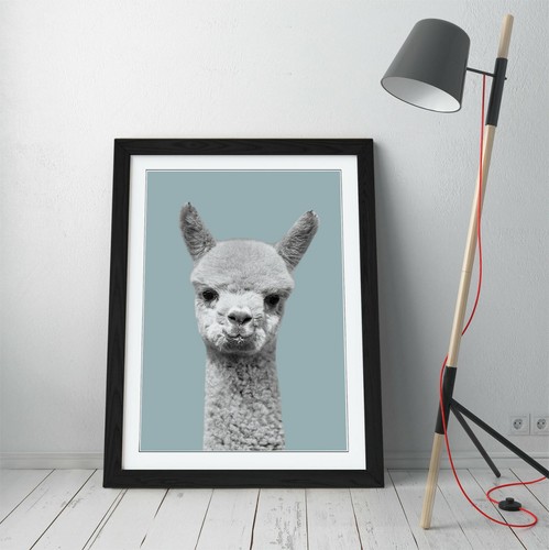 Alpaca duck egg blue frame - alpaca,