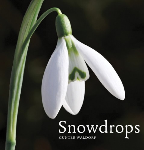 Snowdrops waldorf gunter - by,