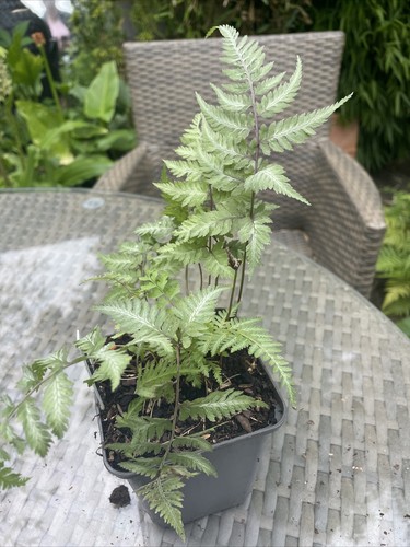 Fern athyrium ursula - red,