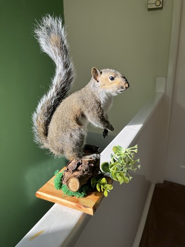 Taxidermy grey squirrel - squirrel, (￼