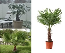 Windmill Palm Trachycarpus
