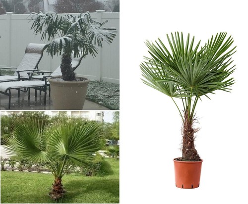 Windmill palm trachycarpus - palm,