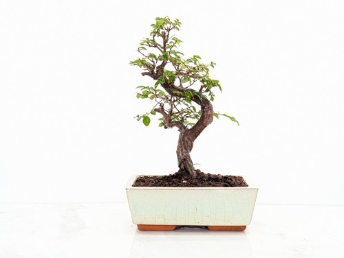 Chinese elm bonsai and care - chinese,