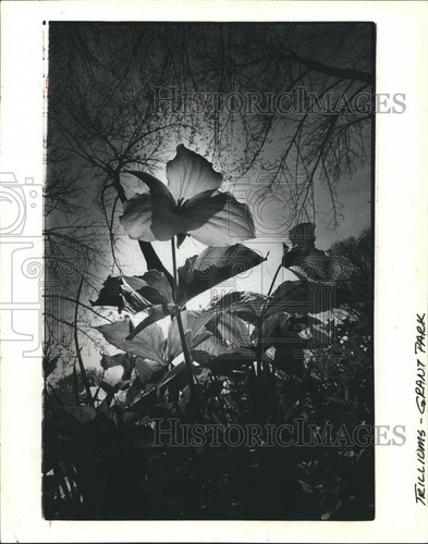 1982 press photo flowers - press,