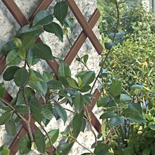 2 x  BROWN PLASTIC 6ft x 40cm Expanding Garden Trellis Plant Climbing Fence 1.8m