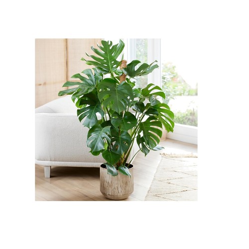 Swiss cheese plant monstera - swiss,