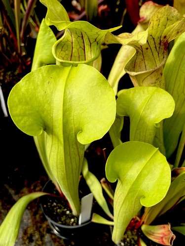 Sarracenia oreophila peaches - sarracenia, x