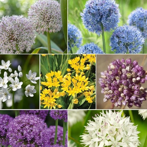 Allium collection mixed - allium,