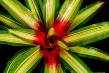 BROMELIAD NEOREGELIA
