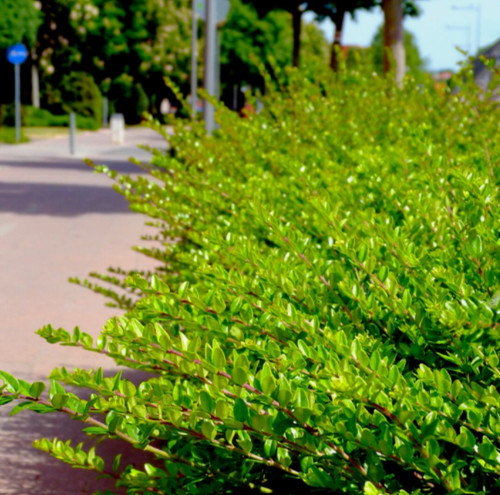 Lonicera nitida hedging - 50,