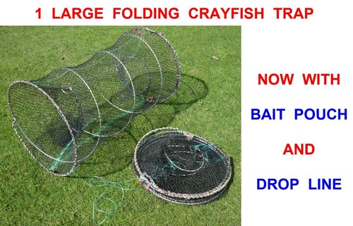 Large ron thompson crayfish - 1,