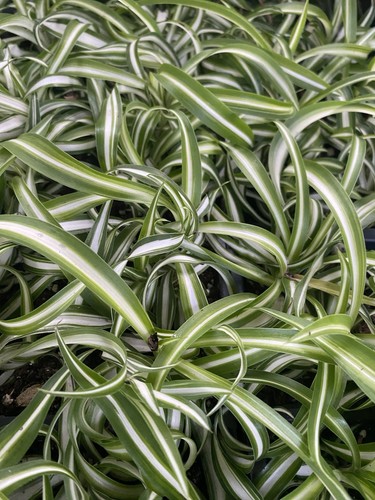 Rooted curly spider plant - spider,