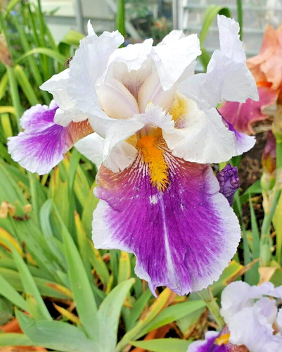 Iris germanica ringo - germanica,