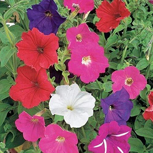 Dwarf petunia mix seeds - mix,
