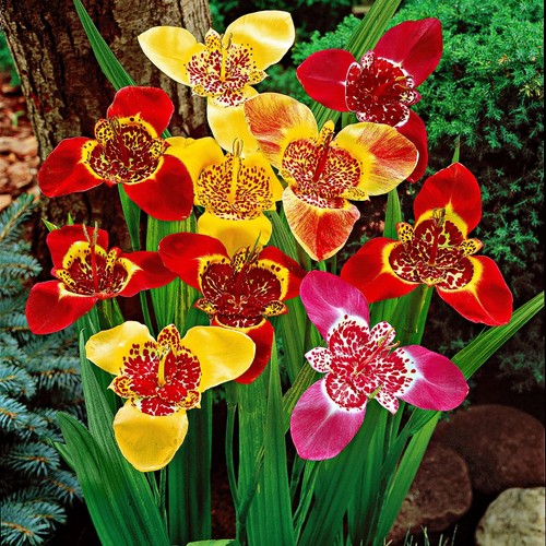 Exotic vibrant summer - exotic,