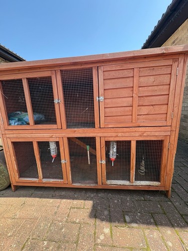 Double rabbit guinea - xl,