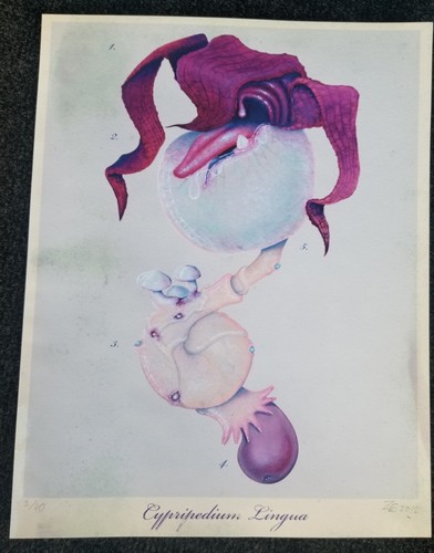 Zoetica ebb cypripedium - zoetica,