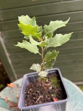 Blue Oak tree , Quercus , Oak