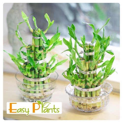 Lucky bamboo ribbon plant - bamboo, 3
