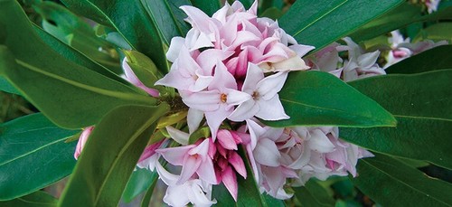 Daphne perfume princess a - princess,