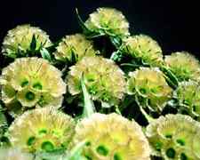 DRUMSTICK SCABIOUS  Scabiosa Stellata Cut flowers bedding plant fresh 60 seeds