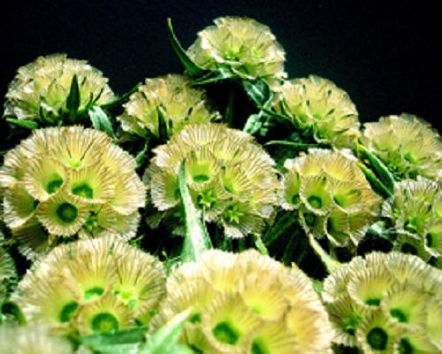 Drumstick scabious scabiosa - drumstick,