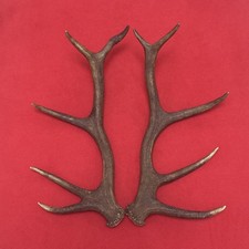 PAIR OF RED DEER ANTLERS 701g