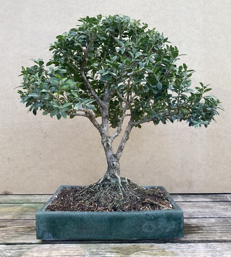 Common buxus boxwood bonsai - common,