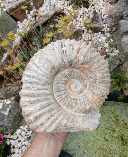 Large fossil ammonite 1kg - x, 6.1kg