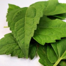 100g Dried Calea Zacatechichi