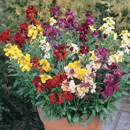Wallflower sunset mixed - wallflower,