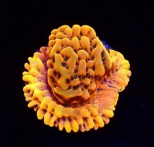 M.O.C. BEACH BUM MONTIPORA FRAG-SPS/ FRAG/CORAL/MARINE