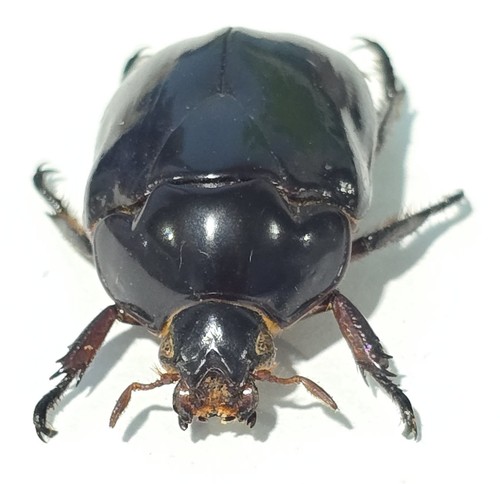 1433 scarabaidae - ts-,