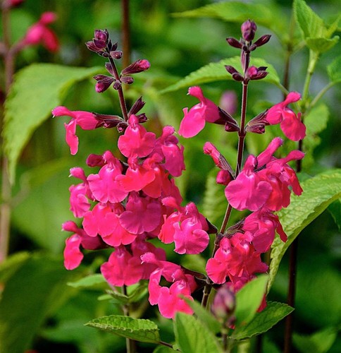 Salvia pink pong perennial - 3x,