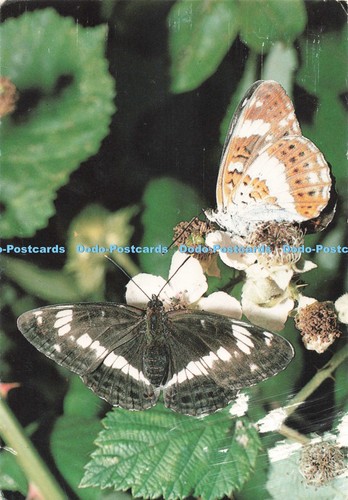 D270363 british butterflies - d270363,