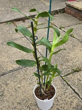 Dendrobium Spring Dream Orchid Plant 12-15cm Pot Indoor House Plant Easy Care