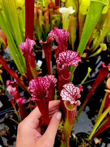 Sarracenia leucophylla - sarracenia, x