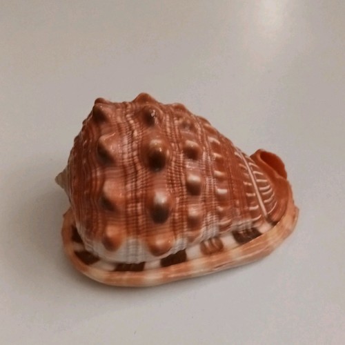 Beautiful cypaecassis rufa - beautiful,