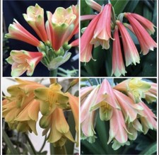 Clivia Interspecific Germinated seeds. UK National Collection holders