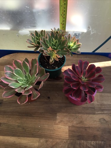 Different aeoniums - 3,