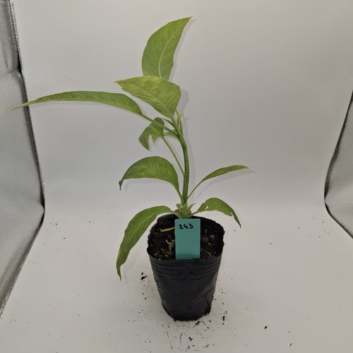 Brugmansia single white rooted - brugmansia,