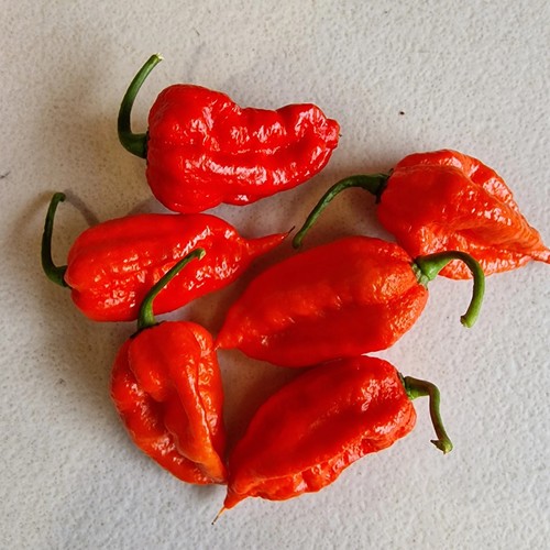 Chilli pepper trinidad - pepper,, 'trinidad