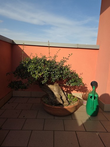 Yamadori olive bonsai resin - yamadori,