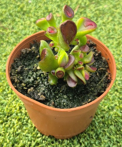 Crassula ovata gimli fresh - crassula,