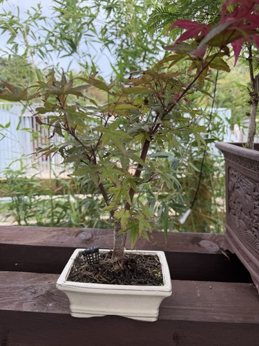 Japanese maple bonsai tree - japanese,